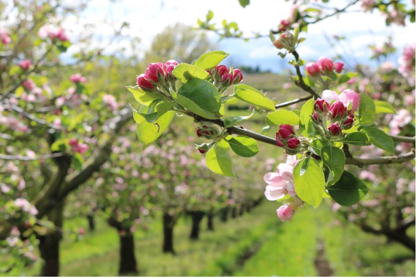 Macha's Orchard heritage apple trees